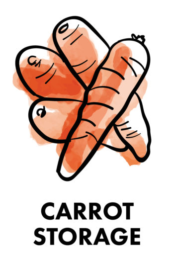 The Best Way to Store Vegetables: carrot