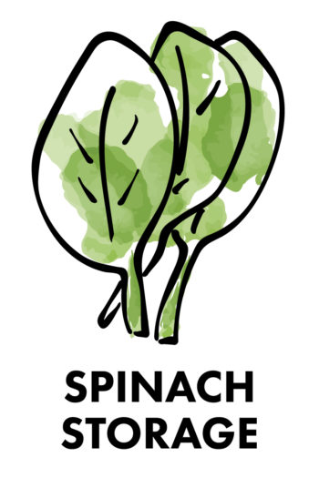 The Best Way to Store Vegetables: spinach