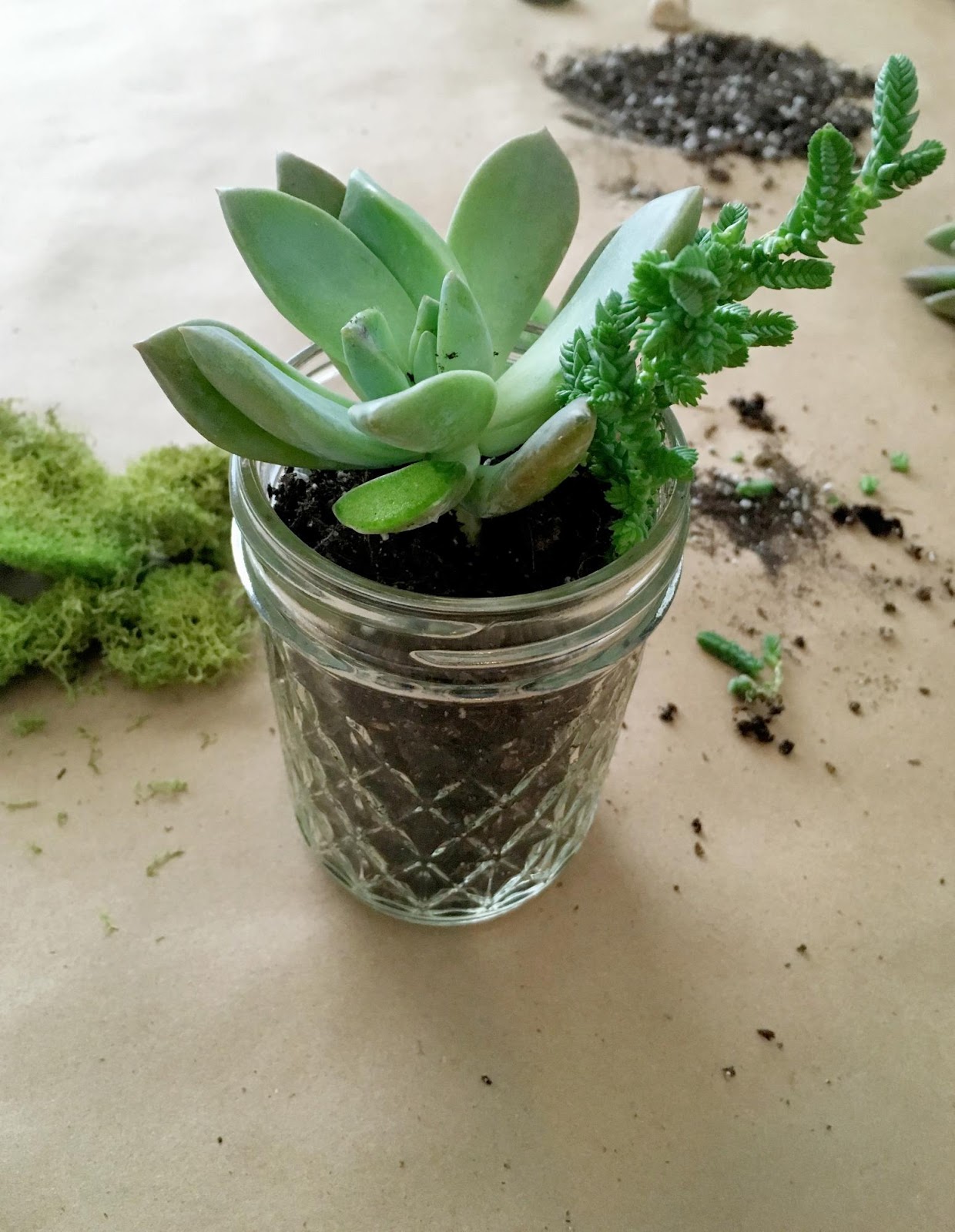How to add succulent plants to a mason jar