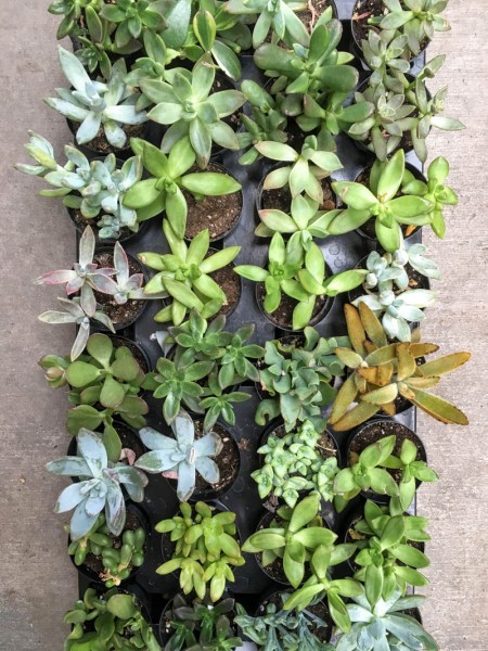 Variety of Succulent Plants