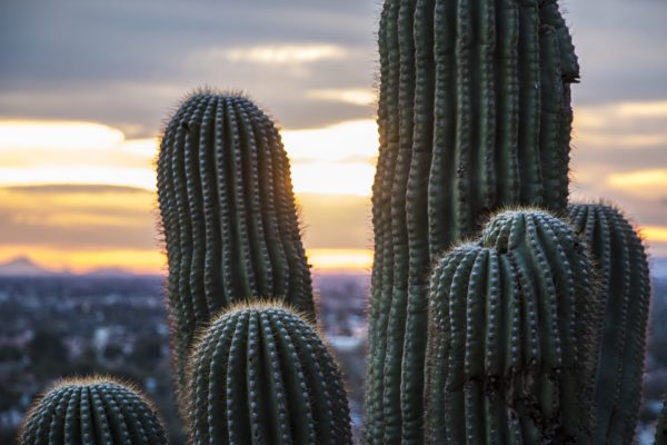 Why moving to Phoenix is a good choice