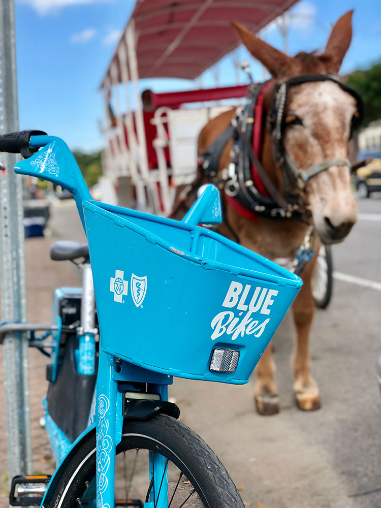 Horse drawn carriage and blue bike rentals - Moving to New Orleans