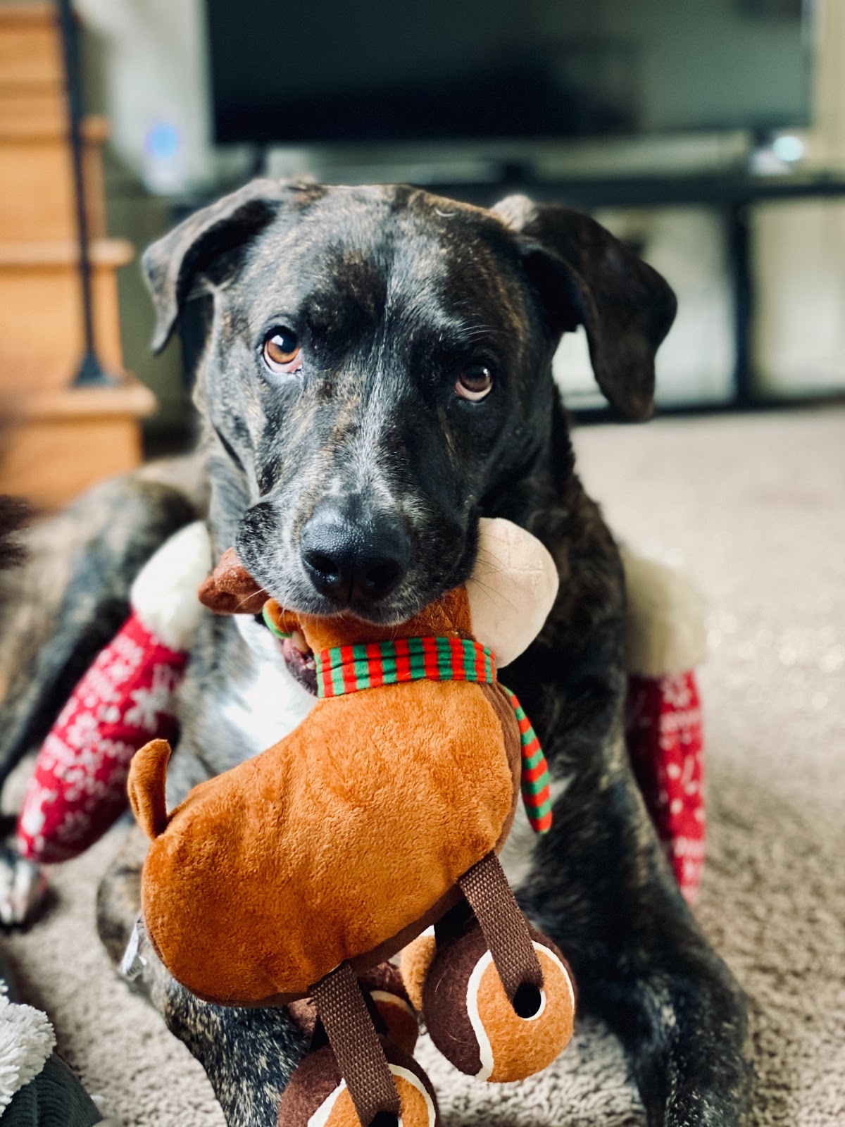 Dog with Toy in Mouth