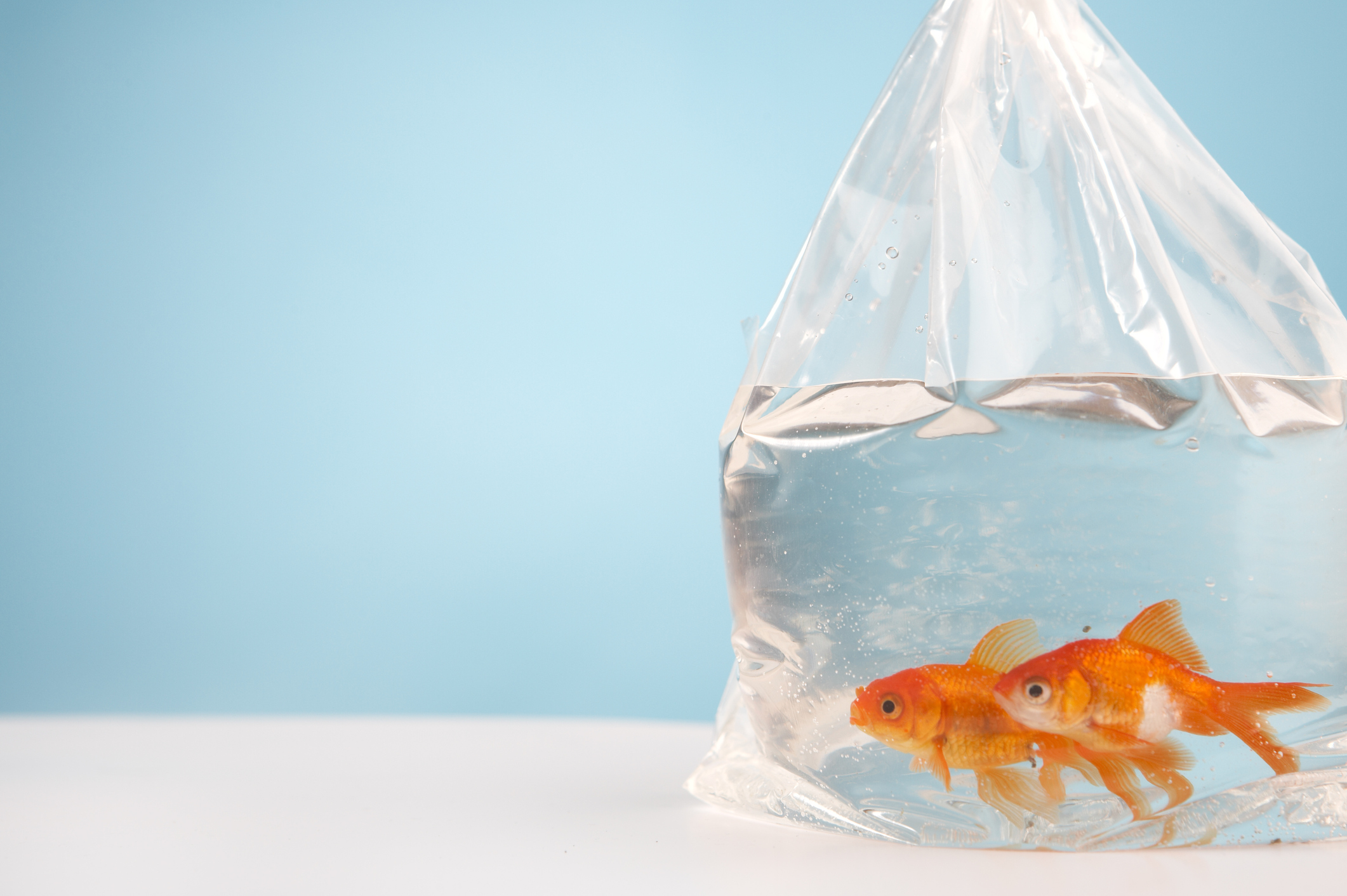 how long can fish stay in a bag during a move?