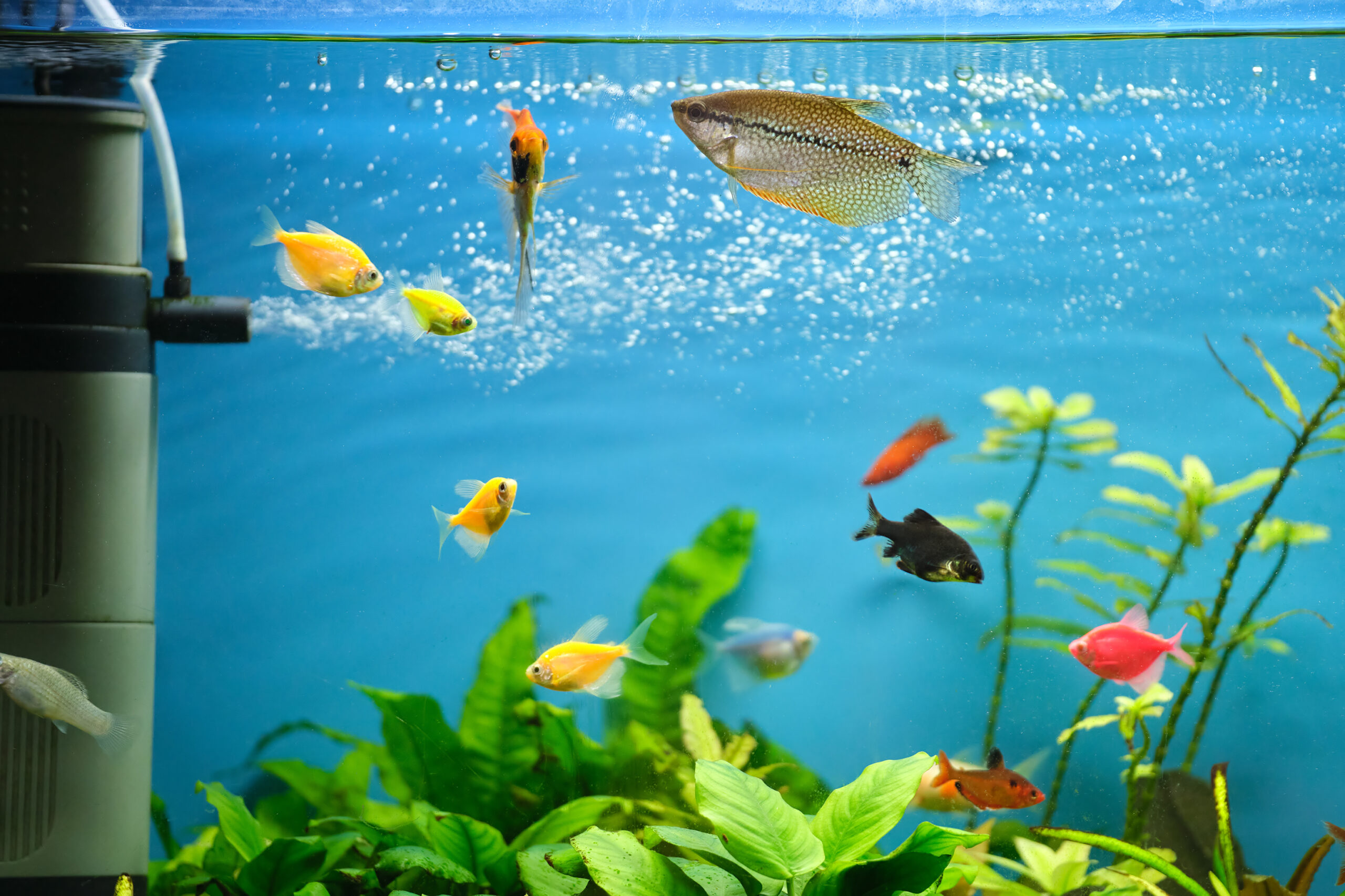 How to Move a Fish Tank to a New House - Life Storage Blog